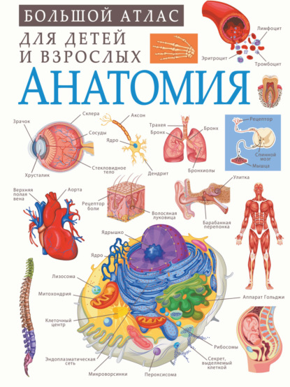 Анатомия - А. А. Спектор