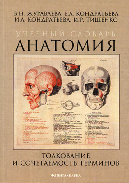 Учебный словарь. Анатомия. Толкование и сочетаемость терминов - Е. А. Кондратьева