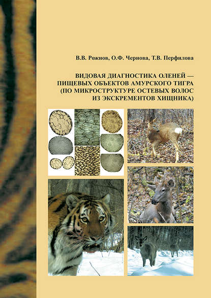 Видовая диагностика оленей – пищевых объектов амурского тигра (по микроструктуре остевых волос из экскрементов хищника) - О. Ф. Чернова